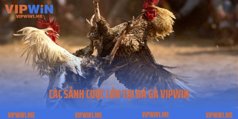 Các sảnh cược lớn tại đá gà Vipwin