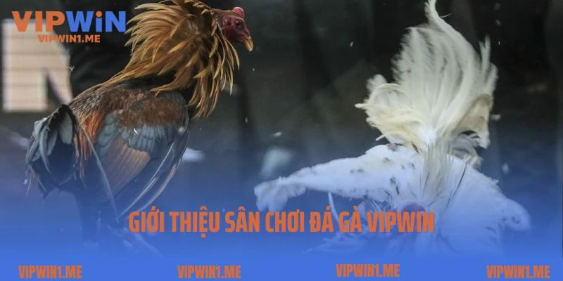 Giới thiệu sân chơi đá gà Vipwin
