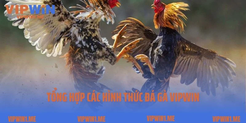 Tổng hợp các hình thức đá gà Vipwin